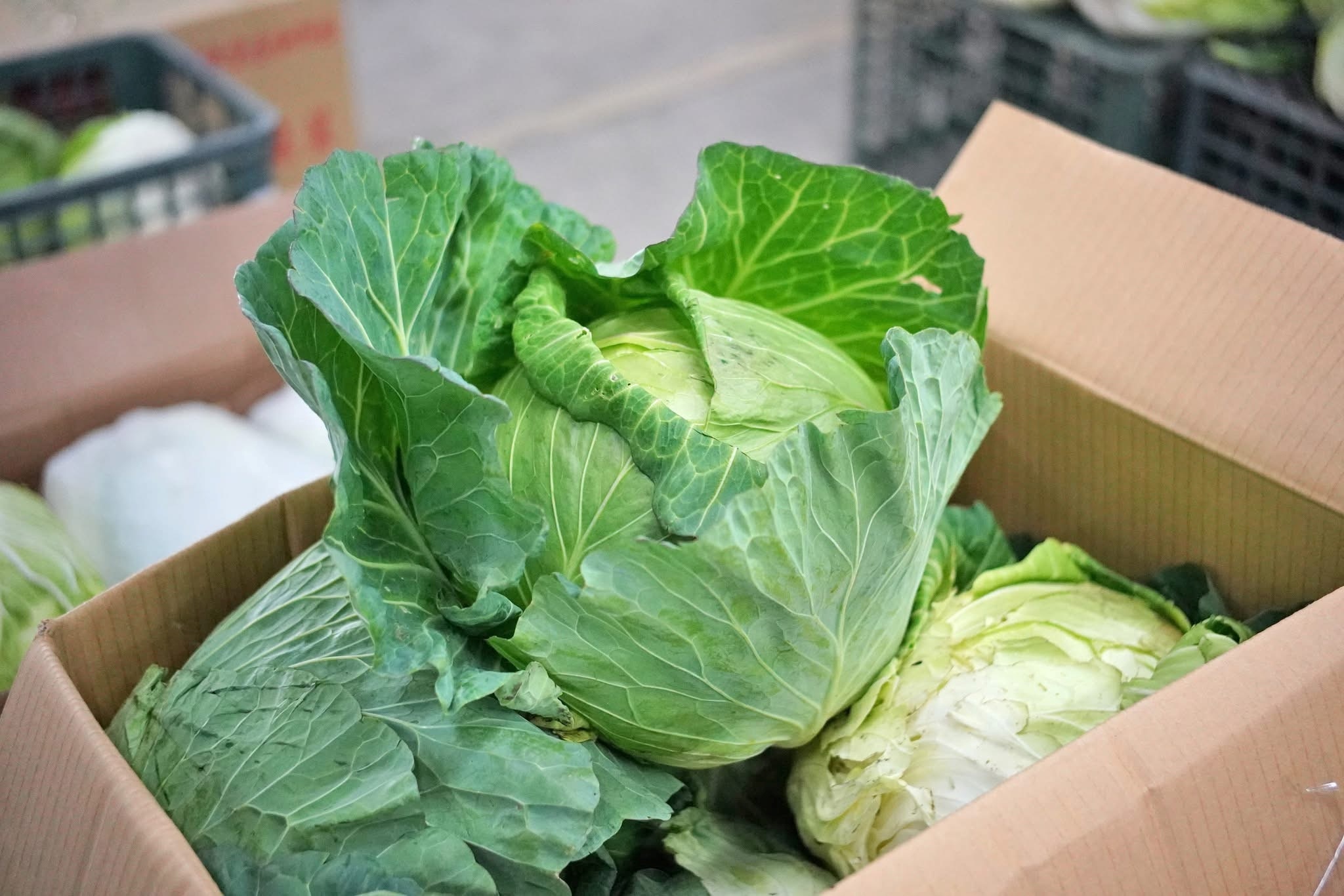 《圖說》國產高麗菜進入盛產期，冬天的高麗菜脆又甜、價格實惠，正是享用美味的好時刻。〈農業局提供〉